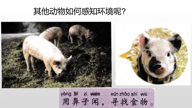 冀人版一年级上册科学10.动物的感官课件第7页