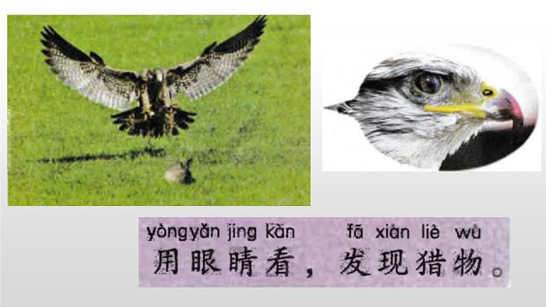 冀人版一年级上册科学10.动物的感官课件第8页