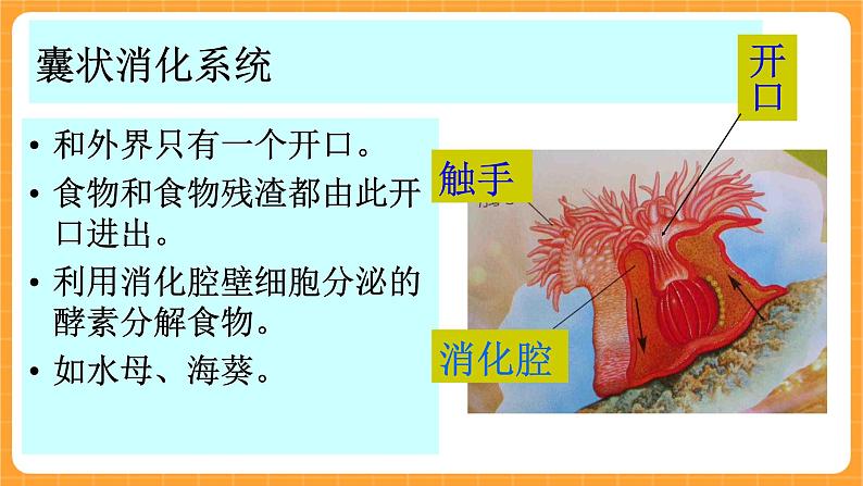 《9.动物怎样吃食物》课件第2页