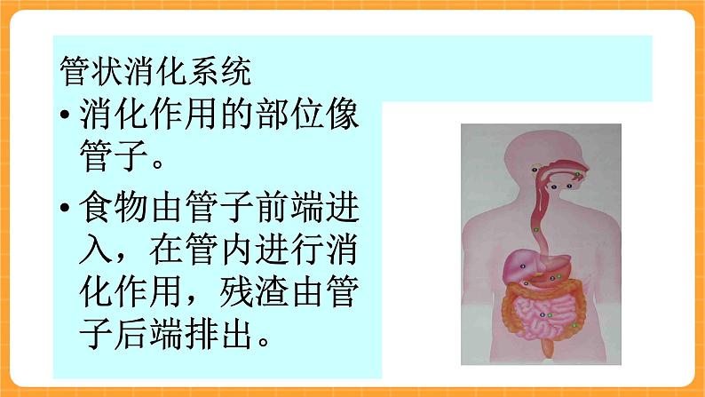 《9.动物怎样吃食物》课件第3页