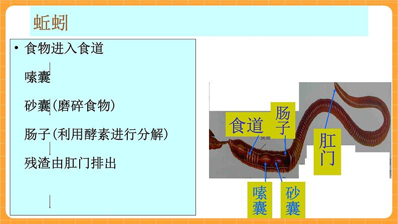 《9.动物怎样吃食物》课件第4页