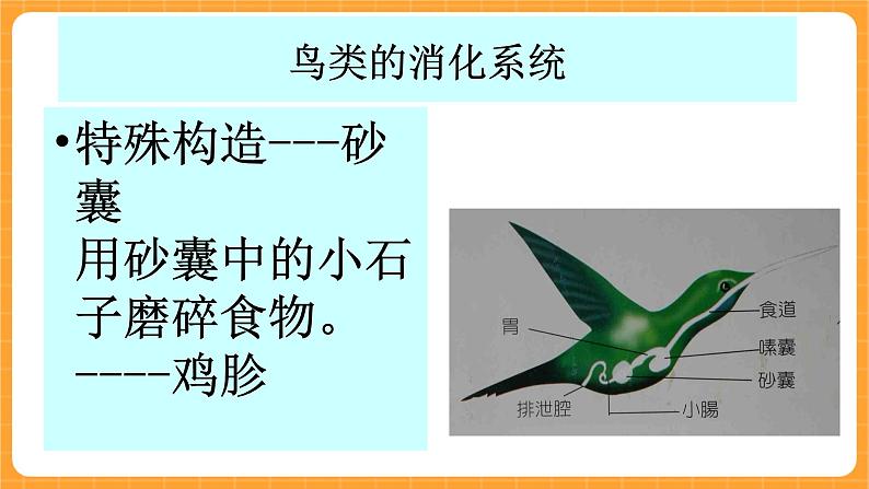 《9.动物怎样吃食物》课件第6页