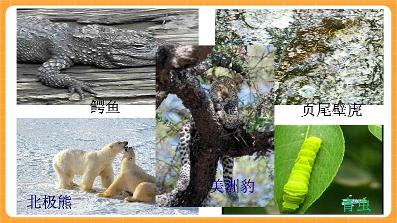 《10.动物怎样保护自己》第二课时 课件第2页