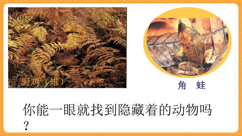 《10.动物怎样保护自己》第二课时 课件第3页