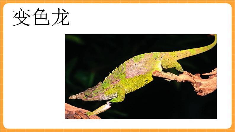 《10.动物怎样保护自己》第二课时 课件第7页