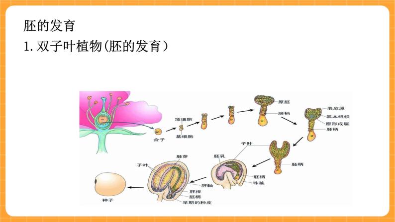 《12.果实的形成》教案+课件03