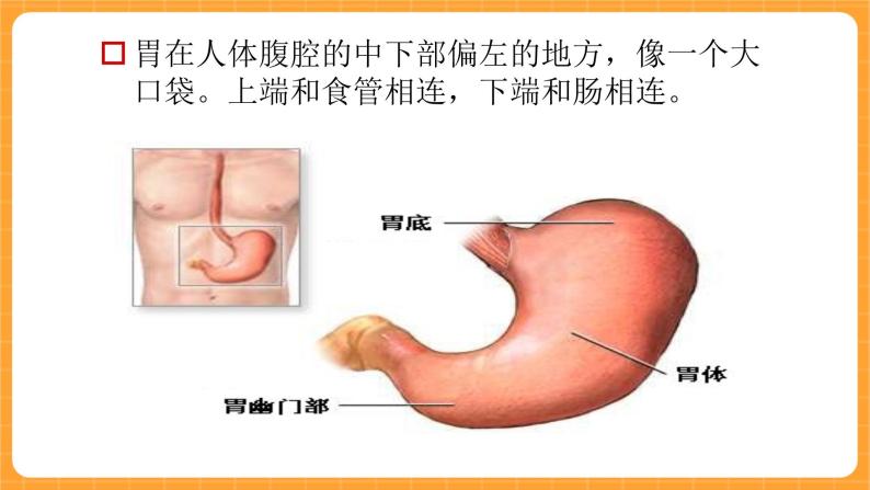 《14.爱护胃和肠》三课时 教案+课件04