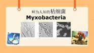 首师大版六年级下册4.微生物的技术完美版课件ppt