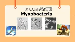 《4.微生物的技術(shù)》課件+教案
