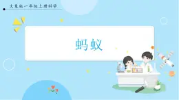 【大象版】一上科學(xué)  2.3《螞蟻》課件+教案+練習(xí)