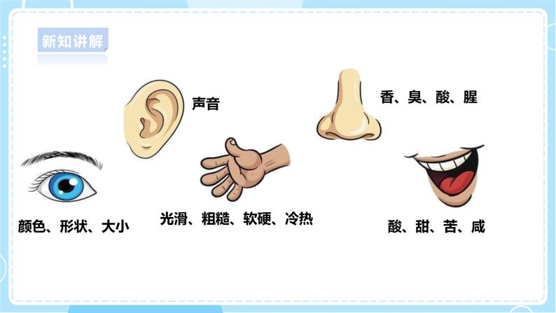 【大象版】一上科学  1.2《观察水果》课件+教案+练习07