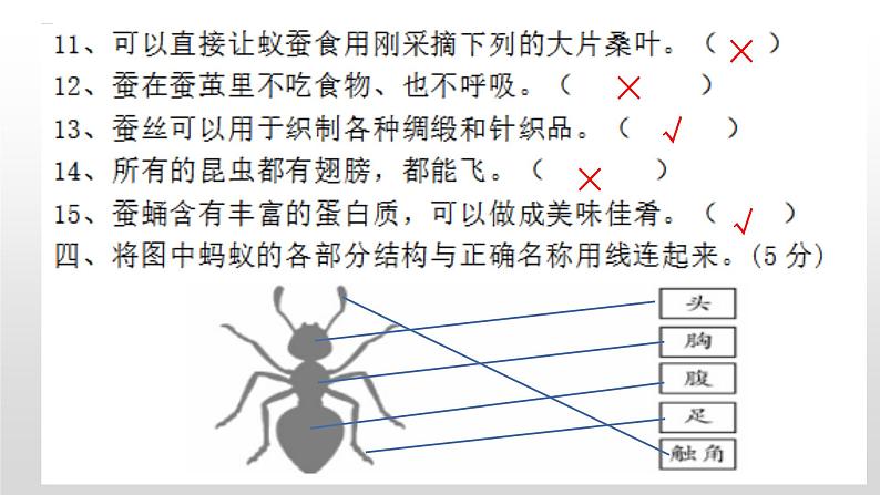 苏教版小学科学四年级下册第三单元【昆虫】检测题(二)答案PPT第5页
