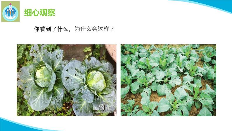 7做个小侦探PPT课件苏教版科学一年级上册03