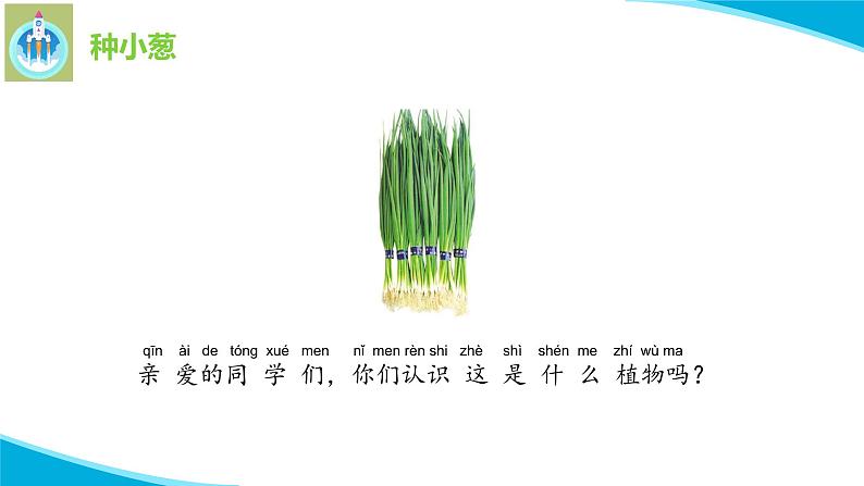 苏教版科学二年级下册7栽小葱PPT课件03