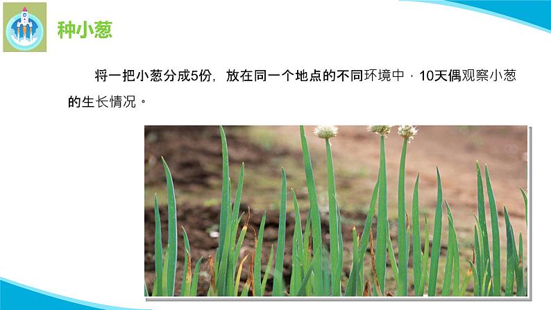 苏教版科学二年级下册7栽小葱PPT课件04