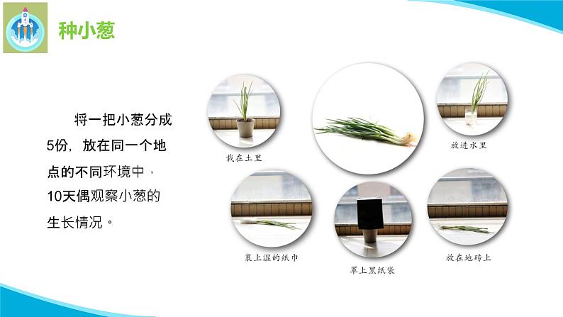 苏教版科学二年级下册7栽小葱PPT课件05