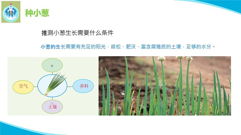 苏教版科学二年级下册7栽小葱PPT课件08
