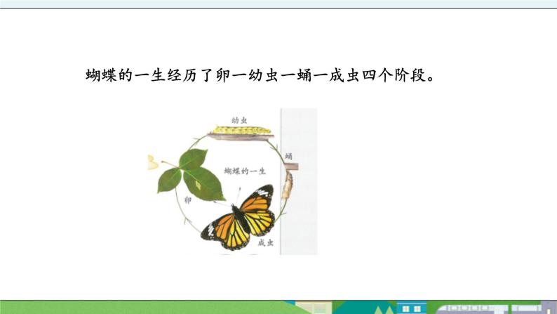 大象版科学三年级上册2.4《动物的一生》课件04