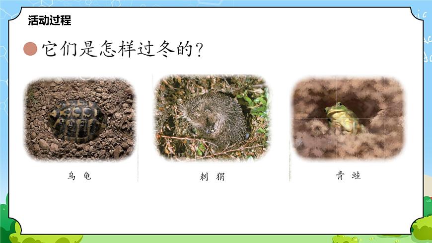 4 冬眠與遷徙 教學(xué)課件第3頁(yè)