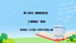 5 植物的“身体” 教学课件