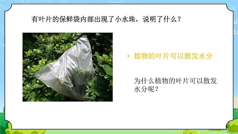 8 叶的蒸腾作用 教学课件第6页