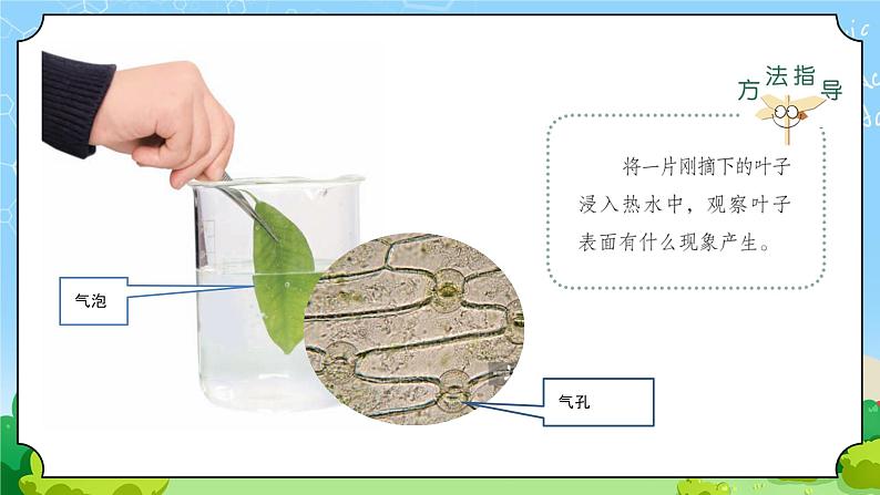 8 叶的蒸腾作用 教学课件第7页