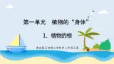 1.1《植物的根》教学课件