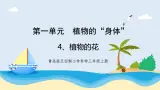 1.4《植物的花》教学课件