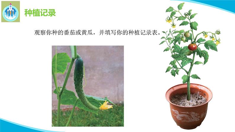 苏教版科学三年级下册4植物结果了PPT课件第3页
