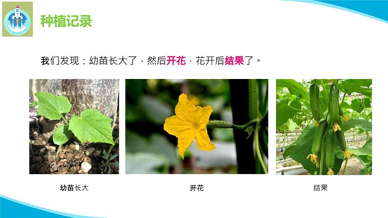 苏教版科学三年级下册4植物结果了PPT课件第4页