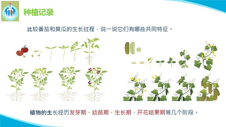 苏教版科学三年级下册4植物结果了PPT课件第7页