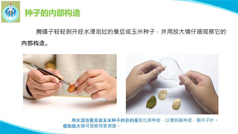 苏教版科学四年级下册12用种子繁殖PPT课件03