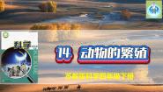 小学苏教版 (2017)14 动物的繁殖评课ppt课件