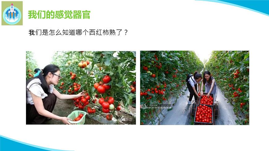 粵科粵教版科學(xué)一年級上冊3我們來觀察PPT課件修改版第2頁