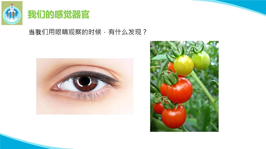 粵科粵教版科學(xué)一年級上冊3我們來觀察PPT課件修改版第3頁