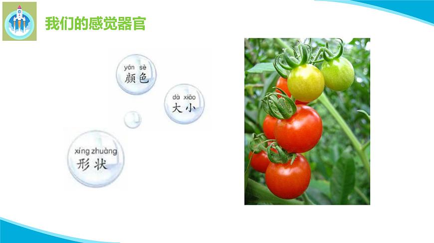 粵科粵教版科學(xué)一年級上冊3我們來觀察PPT課件修改版第4頁