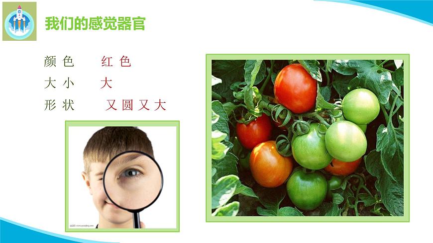 粵科粵教版科學(xué)一年級上冊3我們來觀察PPT課件修改版第5頁