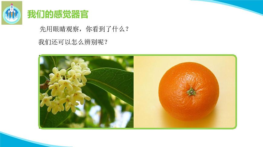 粵科粵教版科學(xué)一年級上冊3我們來觀察PPT課件修改版第7頁