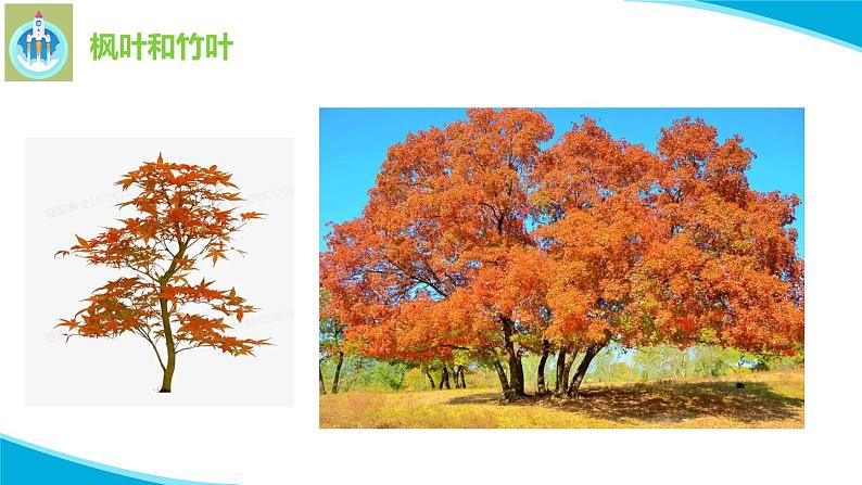 粤科粤教版科学二年级上册1枫树与竹子课件第2页