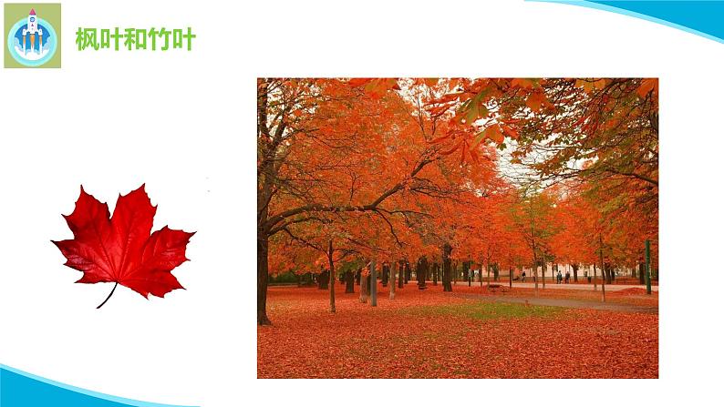 粤科粤教版科学二年级上册1枫树与竹子课件第3页
