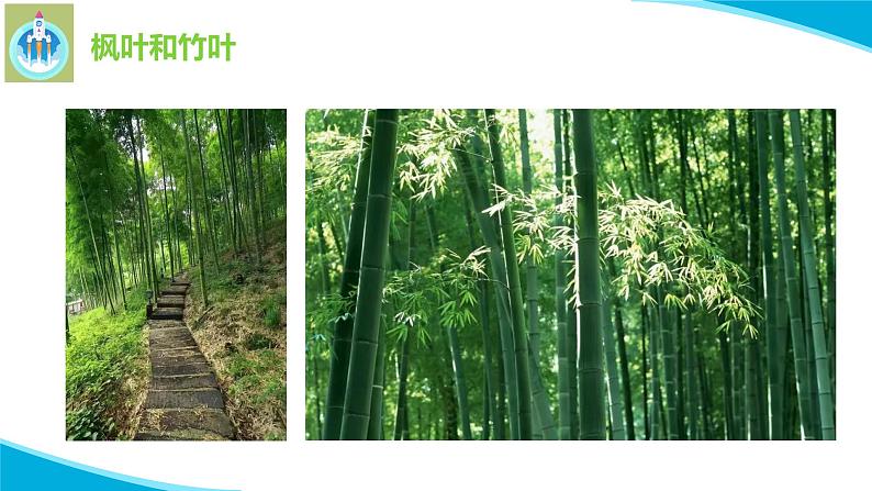 粤科粤教版科学二年级上册1枫树与竹子课件第5页