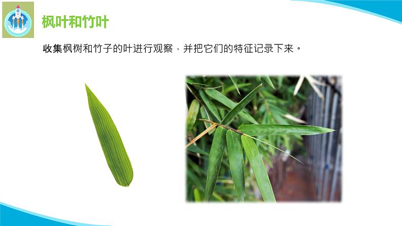粤科粤教版科学二年级上册1枫树与竹子课件第6页