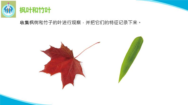 粤科粤教版科学二年级上册1枫树与竹子课件第7页