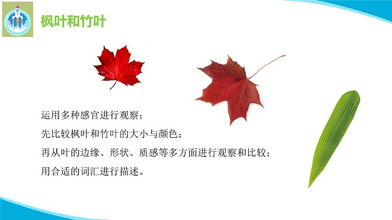 粤科粤教版科学二年级上册1枫树与竹子课件第8页