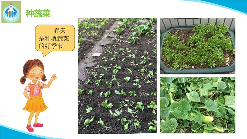 粤科粤教版科学二年级下册6动手种蔬菜PPT课件第3页