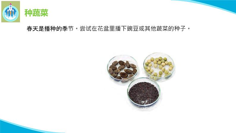 粤科粤教版科学二年级下册6动手种蔬菜PPT课件第5页