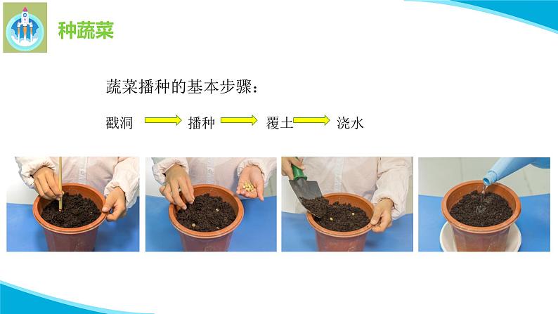 粤科粤教版科学二年级下册6动手种蔬菜PPT课件第8页