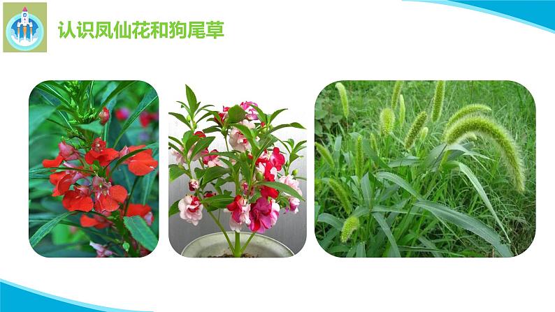粤教版科学四年级下册3凤仙花与狗尾草PPT课件新版03