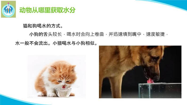 粤教版科学四年级下册9动物需要水分PPT课件新版第4页