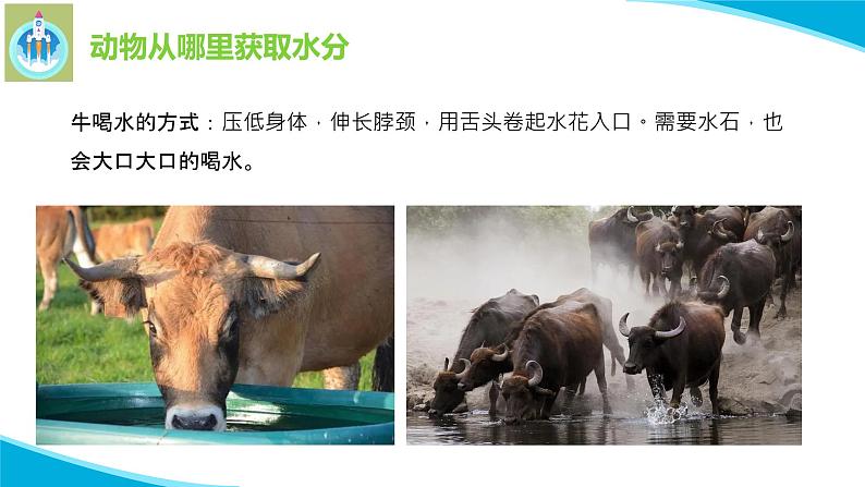 粤教版科学四年级下册9动物需要水分PPT课件新版第6页